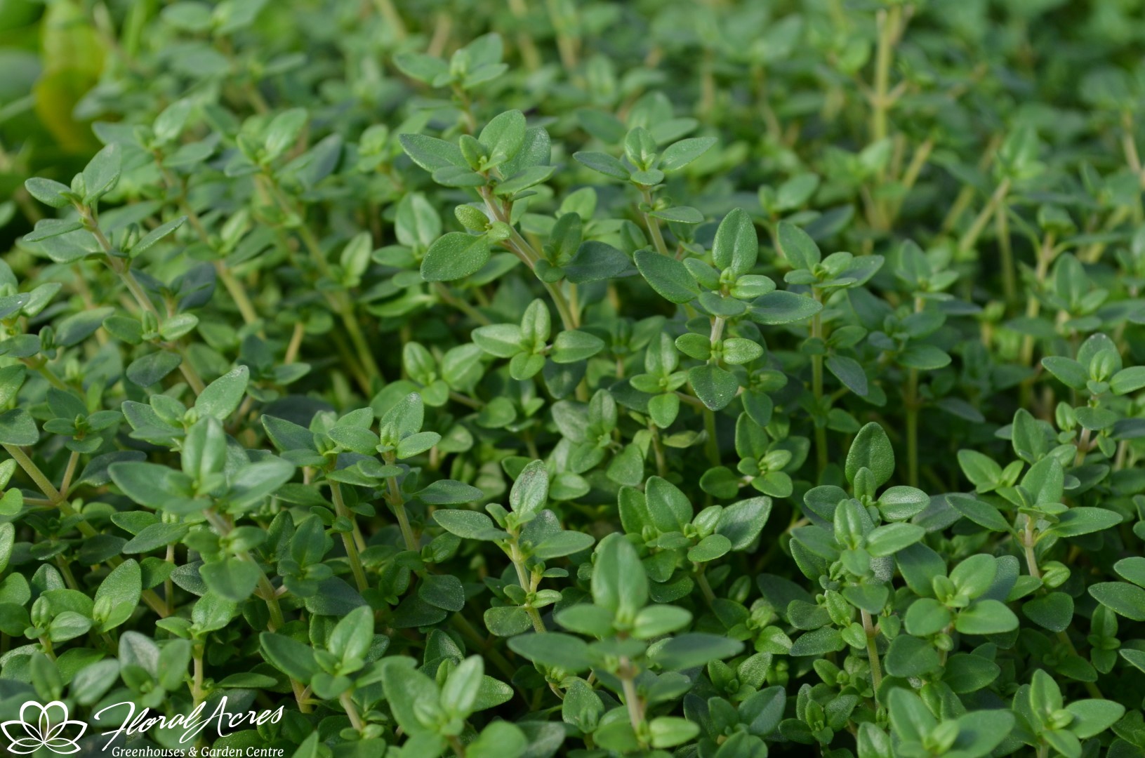 Thyme Floral Acres